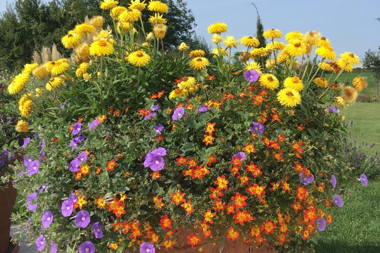 Bunter Sommertopf in Gelb, Orange, Lila Bunter Sommertopf in Gelb, Orange, Lila